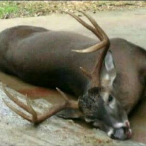 Meet your Posher, Marvin